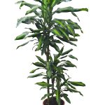 Dracaena fragrans