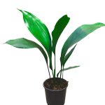 Aspidlstra