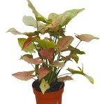 Syngonium pink