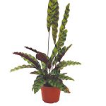 Calathea pardina