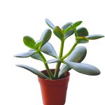 Crassula ovata