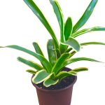 Neoregelia
