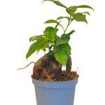 Ficus bonsai