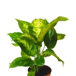 Dieffenbachia