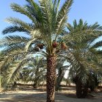 أم الدهن - نخيل حقلي
