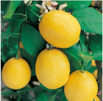 Lemon Adhalia