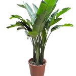 Strelitzia Spp S-60cm 2Mtr