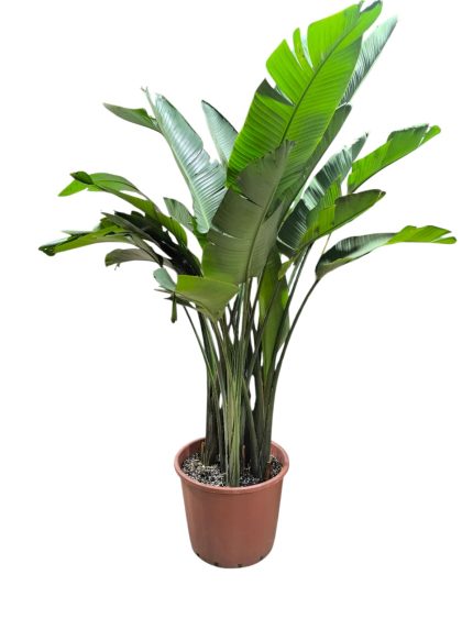 Strelitzia Spp S-60cm 2Mtr
