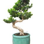 Ficus Bonsai ( H 175 )