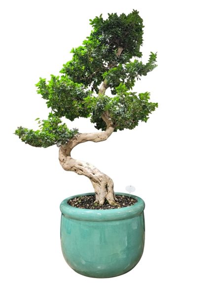 Ficus Bonsai ( H 175 )