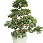 Ficus Bonsai ( 175cm )