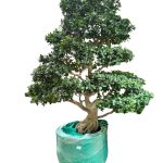 Ficus Ginseng Normal ( 250cm )