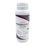 PHOSPHORUS