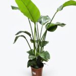Strelitzia nicolai