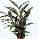 Calathea Rufibarba