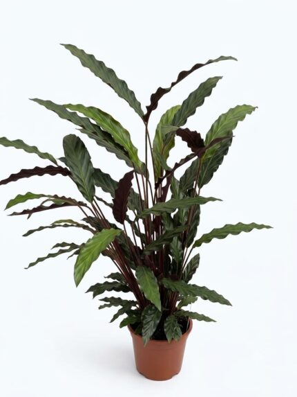 Calathea Rufibarba