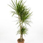 Dracaena Marginata