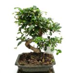 Bonsai Podocarpus Ceramic