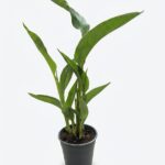 Canna Mixed