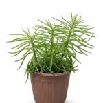 Pepromia Green