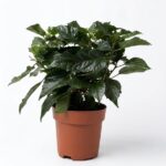 Hibiscus Rosa