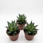 Aloe Aristata