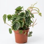 Peperomia Prostrata